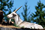 Goats on the Roof, Coombs, Vancouver Island