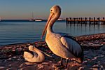 Pelikan, Westaustralien