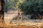Junge Giraffe, Südluangwa Nationalpark, Zambia
