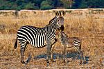 Zebras, Südluangwa Nationalpark, Zambia