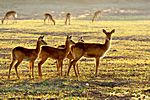 Impalas, Südluangwa Nationalpark, Zambia