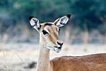 Impala, Südluangwa Nationalpark, Zambia