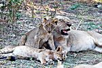 Löwenfamilie, Südluangwa Nationalpark, Zambia