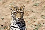 Leopard, Südluangwa Nationalpark, Zambia
