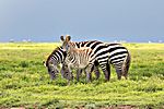 Zebras, Serengeti NP, Tansania