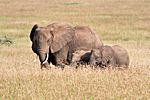 Elefanten, Serengeti NP, Tansania