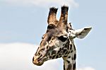 Giraffe, Serengeti NP, Tansania