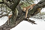 Löwen, Ndutu Ebene, Tansania