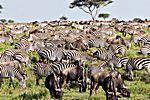 Zebras und Gnus, Ndutu Ebene, Tansania