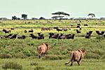 Löwen, Zebras und Gnus, Ndutu Ebene, Tansania