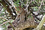 Leopard, Ndutu Ebene