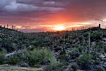Saguaro NP, Tucson, Arizona