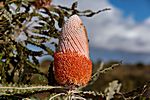 Woolly Orange Banksia, Kalbarri Nationalpark